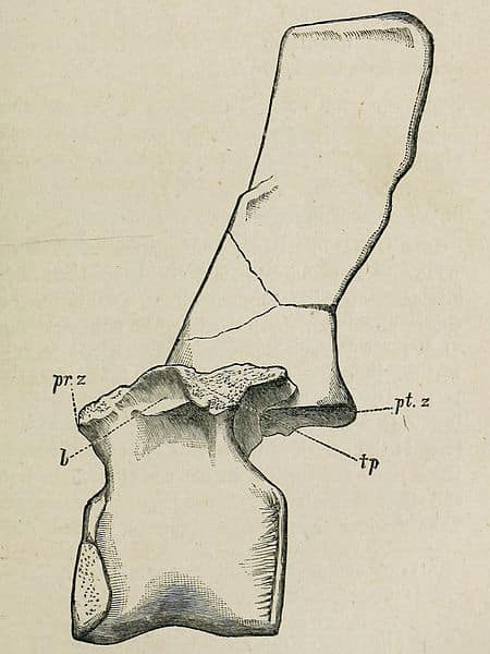 Middle dorsal vertebra