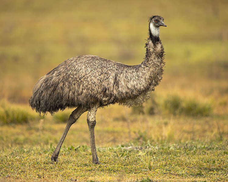 Flightless Emu 