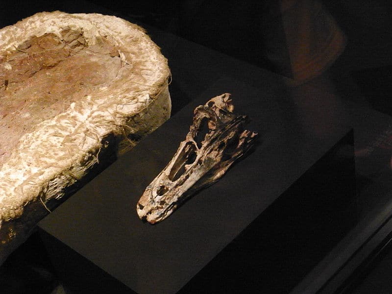 The skull of Haplocheirus after being removed from the matrix