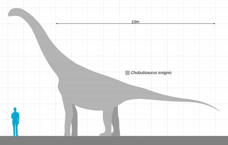 Size comparison of Chubutisaurus isignis,