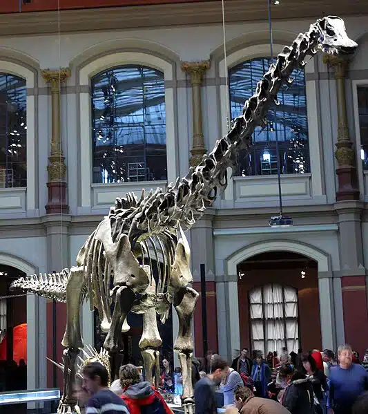 Fossil skeleton of D. carnegii on display at a museum, showcasing its elongated neck and tail, which were characteristic features of this herbivorous sauropod dinosaur from the Late Jurassic period. Visitors in the background provide a sense of scale to the immense size of this quadrupedal dinosaur
