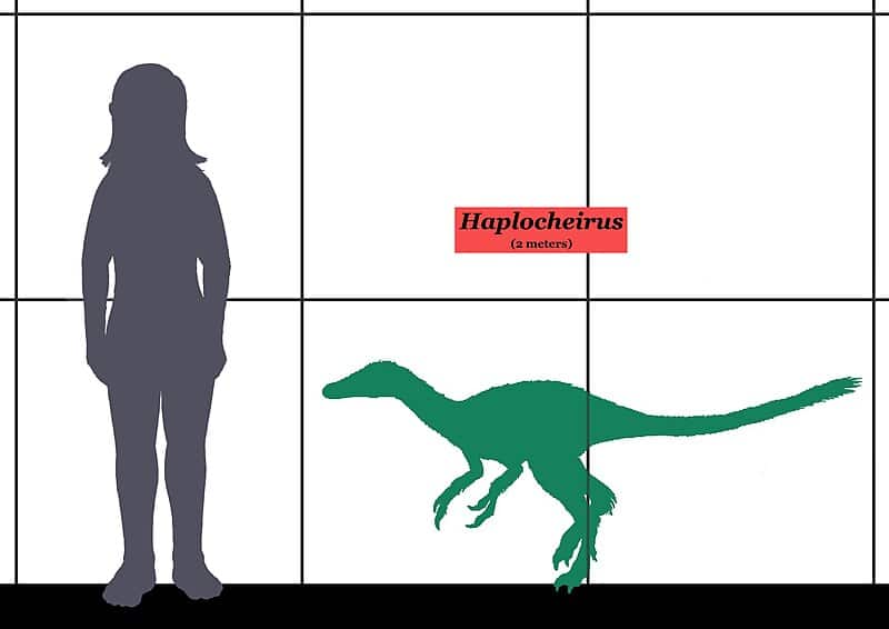 Size comparison between the theropod dinosaurs Haplocheirus and a human.