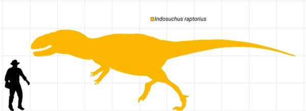 A diagram showing the size of Indosuchus raptorius