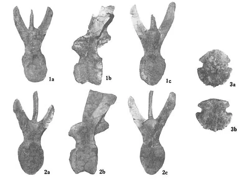 Fossilized dorsal vertebrae and pedal unguals of Barsboldia sicinskii, a large herbivorous dinosaur from the Late Cretaceous period. These skeletal remains provide insight into the dinosaur's structure and adaptations for its quadrupedal lifestyle and plant-based diet.