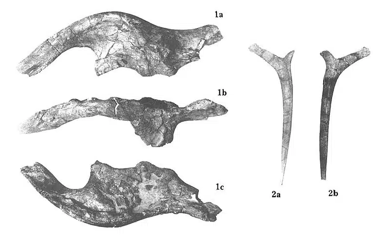 Fossilized left ilium and rib bones of Barsboldia, a Late Cretaceous herbivorous dinosaur. These bones highlight the dinosaur's robust skeletal structure, contributing to its large size and quadrupedal movement.