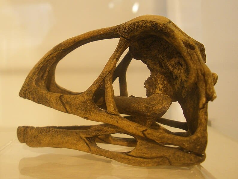 Avimimus skull