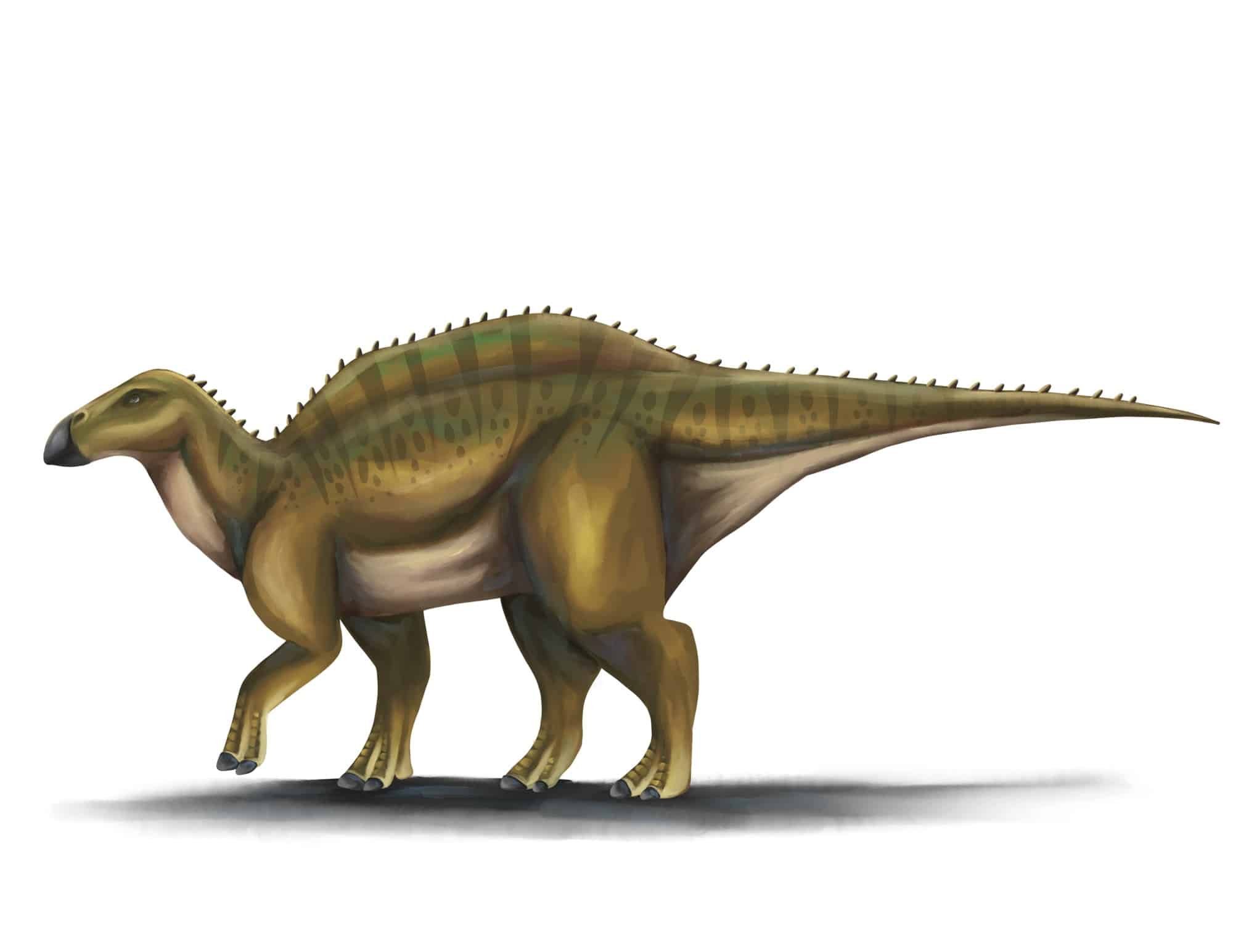Drawing of Barsboldia dinosaur