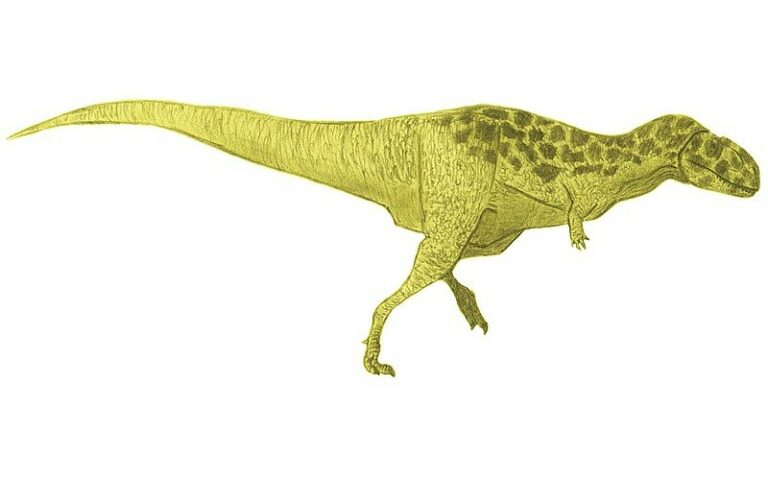 Bahariasaurus was a formidable Theropod dinosaur from the Late Cretaceous. Living as a predator in the lush landscapes of ancient North Africa.