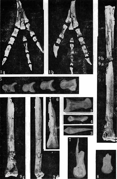 Leg bones of the holotype