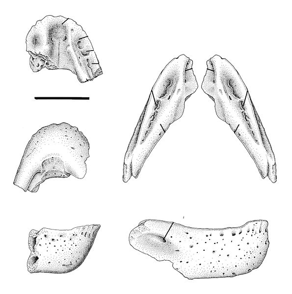Illustration of the lower jaw