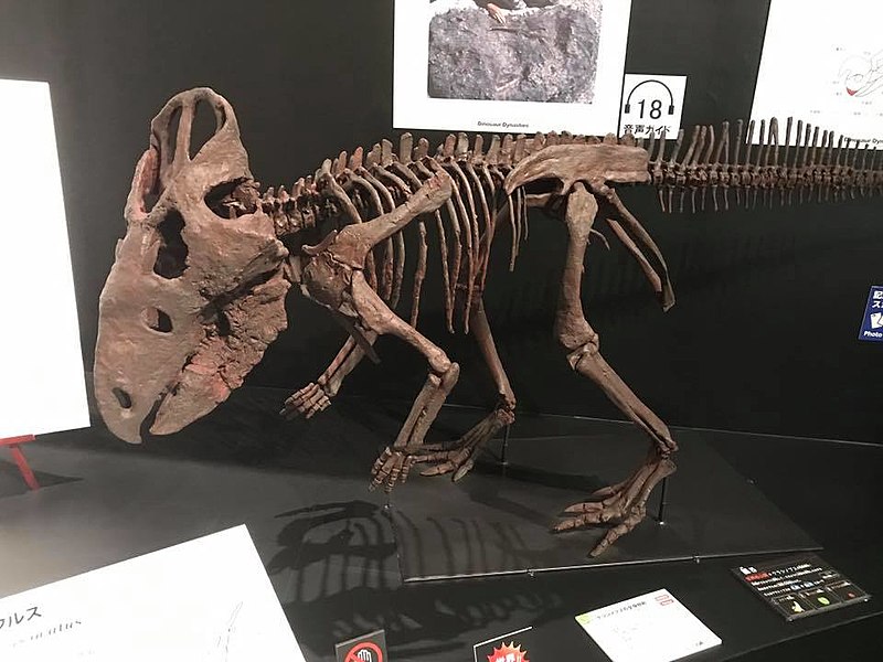 Fossilized skeleton of Cerasinops on display in a museum exhibit. This bipedal herbivorous dinosaur from the Late Cretaceous period is shown in a walking pose, highlighting its beak-like mouth, sturdy limbs, and distinctive frill. The well-preserved fossil provides a detailed view of Cerasinops' skeletal structure and adaptations for a plant-based diet.