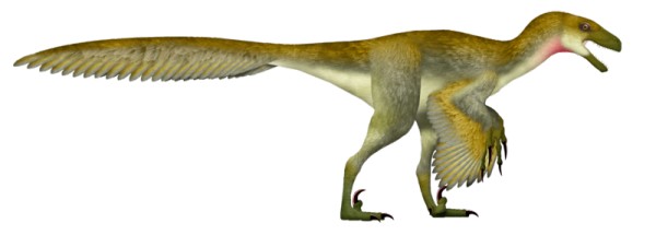 Side view of a Dromaeosaurus, a bipedal carnivorous dinosaur. This prehistoric creature, which lived during the Late Cretaceous period, is depicted with a feathered body, sharp claws, and a long, feathered tail. The Dromaeosaurus is shown in a dynamic pose, highlighting its agility and hunting prowess.