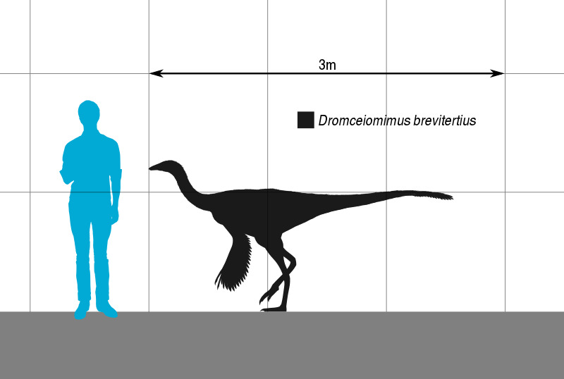 Size comparison of the ornithomimid theropod dinosaur Dromiceiomimus