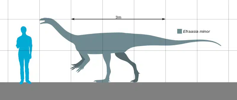 Scale comparison of Efraasia minor with a human figure, showing the dinosaur's length of approximately 3 meters. Efraasia minor was a basal sauropodomorph dinosaur, depicted here in a silhouette for size reference.