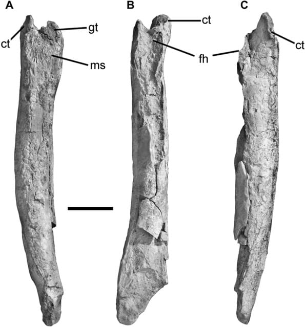 Left femur of Bonapartenykus ultimus holotype