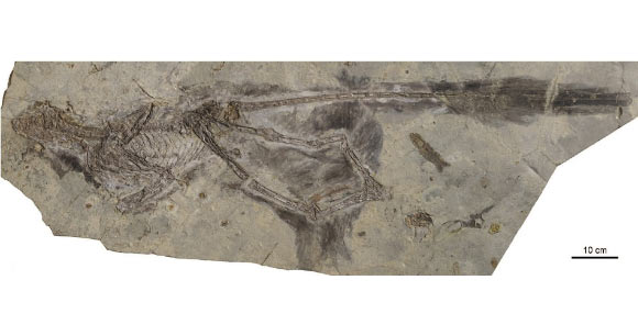 Changyuraptor yangi fossil
