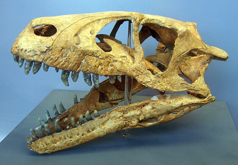 Fossilized skull of Dromaeosaurus, highlighting the sharp teeth and robust jaw structure of this carnivorous dinosaur. The skull, displayed in a museum setting, provides insight into the predatory adaptations of Dromaeosaurus, which lived during the Late Cretaceous period. The well-preserved fossil emphasizes the dinosaur's powerful bite and keen sense of hunting.