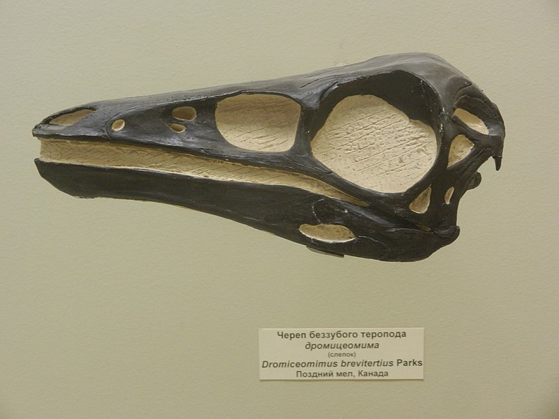 Dromiceiomimus brevitertius
