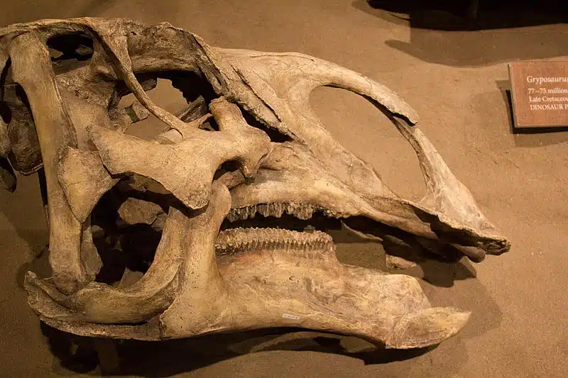 Fossilized skull of Brachylophosaurus, a hadrosaurid dinosaur from the Late Cretaceous period. The skull showcases the flat, paddle-like crest typical of this genus, which was an herbivorous dinosaur known for its distinctive cranial features.