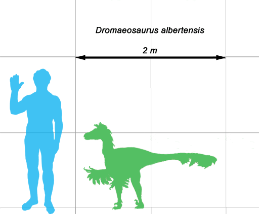 Size comparison chart showing Dromaeosaurus albertensis next to a human figure. The chart illustrates that D. albertensis, a carnivorous dinosaur from the Late Cretaceous period, measures approximately 2 meters in length. This visual representation highlights the relative size and scale of D. albertensis compared to a human.