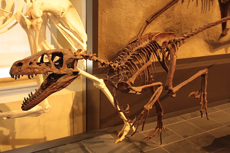 Skeleton of Dromaeosaurus on display at the Canadian Museum of Nature. This exhibit features the complete skeletal structure of this Late Cretaceous carnivorous dinosaur, highlighting its sharp teeth, long tail, and curved claws. The fossil provides a detailed look at the predatory adaptations of Dromaeosaurus, showcasing its agility and hunting capabilities.