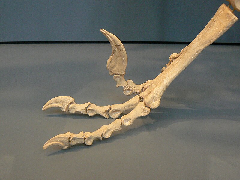 Close-up of a Dromaeosaurus foot fossil, showcasing the sharp, curved claws and detailed bone structure of this carnivorous dinosaur. The exhibit highlights the predatory adaptations of Dromaeosaurus, emphasizing its ability to grasp and capture prey with its powerful feet during the Late Cretaceous period.