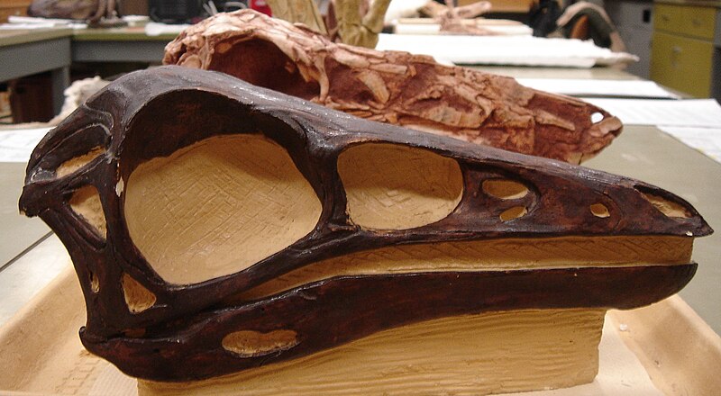 Skull of Dromiceiomimus