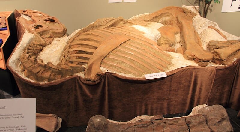 Fossilized remains of Brachylophosaurus canadensis, nicknamed 'Roberta,' showcasing a well-preserved ribcage and skeletal structure. This herbivorous dinosaur lived during the Late Cretaceous period and is notable for its unique cranial crest.