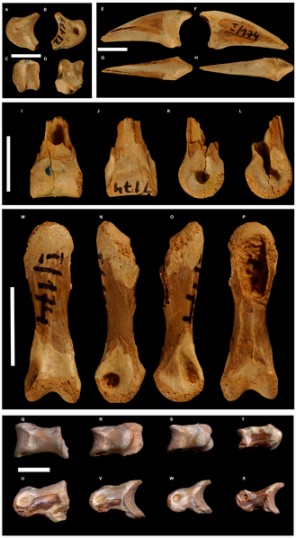 Selected toe phalanges of Borogovia gracilicrus