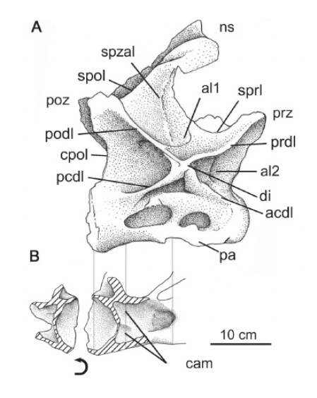 Cathartesaura posterior cervical