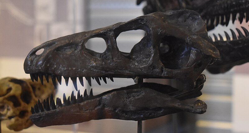 Close-up of the fossilized skull of D. albertensis, highlighting the sharp teeth and robust jaw structure of this Late Cretaceous carnivorous dinosaur. The detailed fossil exhibit showcases the predatory features of D. albertensis, emphasizing its adaptations for hunting and powerful bite.