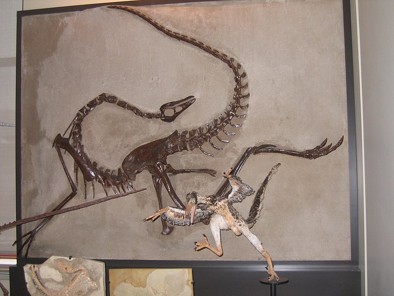 romiceiomimus skeleton and Sinotnithosaurus model. Photo taken at Canadian Museum of Nature Fossil Gallery on Mar. 15, 2008
