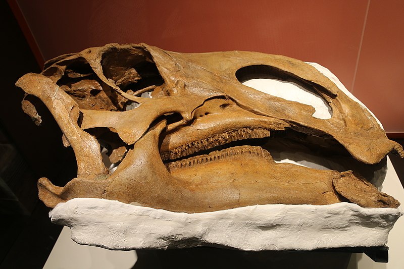 Fossilized skull of Brachylophosaurus displayed in a museum exhibit. The skull, with its characteristic duck-bill shape and intricate bone structure, provides insight into the herbivorous feeding habits of this dinosaur from the Late Cretaceous period. Brachylophosaurus was a bipedal dinosaur known for its large size and distinctive cranial crest.