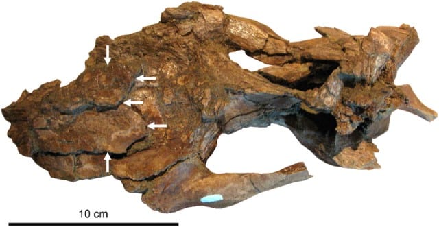 Close-up of a subadult Brachylophosaurus braincase fossil, highlighting detailed bone structures with white arrows indicating specific features. This specimen belongs to Brachylophosaurus canadensis, a herbivorous dinosaur from the Late Cretaceous period