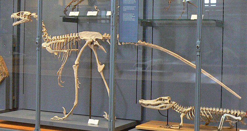 Display of a Dromaeosaurus skeleton in a museum exhibit, emphasizing the elongated body, sharp claws, and teeth of this bipedal carnivorous dinosaur. The fossil showcases Dromaeosaurus' adaptations for hunting during the Late Cretaceous period. The exhibit highlights the dinosaur's skeletal structure, illustrating its agility and predatory capabilities.
