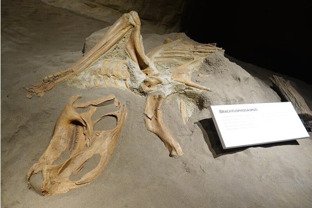 Fossilized remains of Brachylophosaurus displayed at the Royal Tyrrell Museum. The skeleton, including the skull and limb bones, is laid out in a sandy exhibit. Brachylophosaurus canadensis was a herbivorous dinosaur from the Late Cretaceous period.