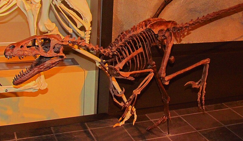 Skeleton of D. albertensis on display at a museum, showing the predatory features of this bipedal carnivorous dinosaur. The fossil highlights the sharp teeth, curved claws, and elongated tail of D. albertensis, which lived during the Late Cretaceous period. This exhibit emphasizes the dinosaur's adaptations for hunting and its agile, powerful build.