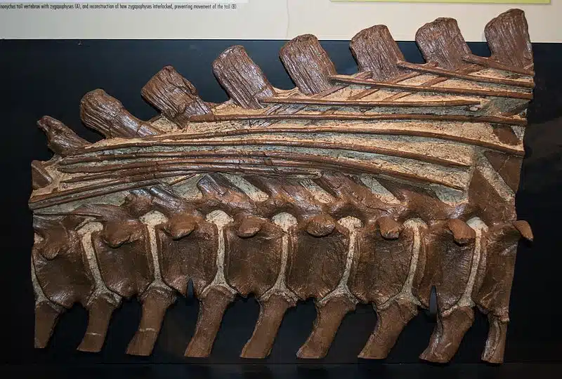 Fossilized tail section of Brachylophosaurus, showcasing the interlocking tendons that provided stability and support. This fossil, displayed at the Museum of the Rockies, highlights the intricate structure of this herbivorous dinosaur's tail, which was essential for its bipedal locomotion during the Late Cretaceous period.