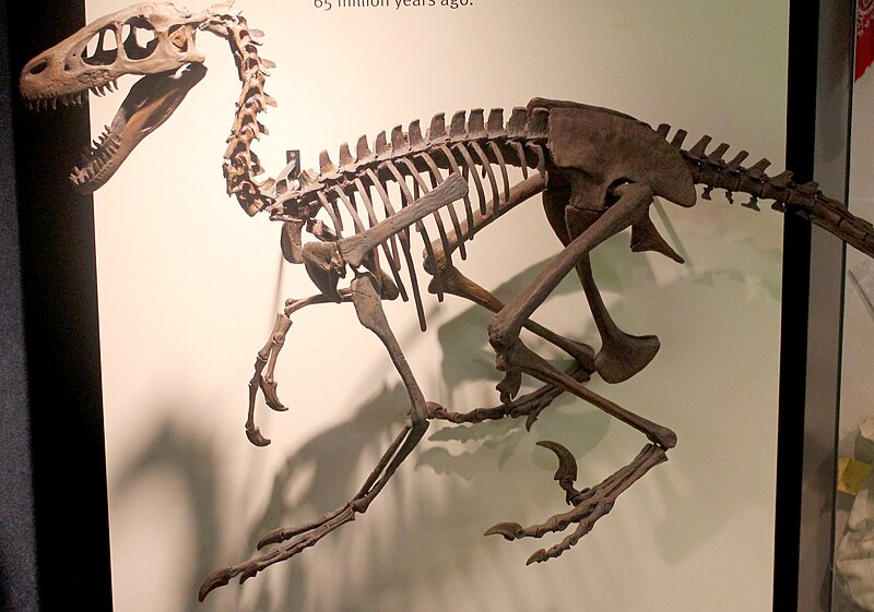 Complete skeleton of Dromaeosaurus on display, showcasing the bipedal stance and predatory features of this Late Cretaceous carnivore. The fossil highlights the dinosaur's sharp teeth, curved claws, and long tail, all adaptations for hunting. The exhibit provides a detailed look at the skeletal structure of Dromaeosaurus, emphasizing its agility and strength.