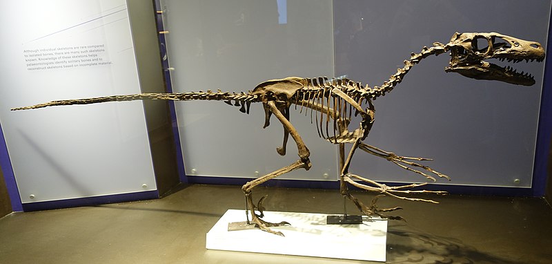 Fossilized skeleton of Dromaeosaurus reconstructed at the Royal Tyrrell Museum. This bipedal carnivorous dinosaur from the Late Cretaceous period is displayed in a dynamic running pose, highlighting its predatory nature with sharp teeth and claws. The exhibit showcases the well-preserved structure of Dromaeosaurus, emphasizing its long tail and agile body adapted for hunting.