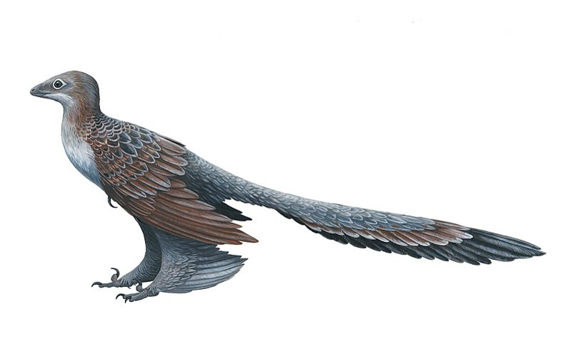 Changyuraptor | Soaring Majesty of the Early Cretaceous Sky. Explore the world of Changyuraptor, the Early Cretaceous aerial predator, and discover its unique features and fascinating history.
