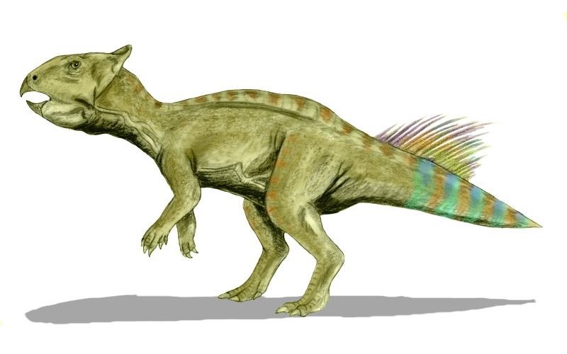 Digital illustration of a Cerasinops, a bipedal herbivorous dinosaur from the Late Cretaceous period. The image depicts Cerasinops with a beak-like mouth, sturdy limbs, and a colorful tail. The dinosaur is shown in a walking pose, highlighting its unique physical features and adaptations for a herbivorous diet