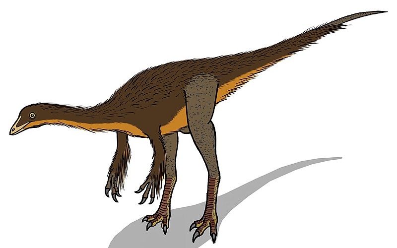 Explore the world of Dromiceiomimus, a unique dinosaur resembling an Emu, known for its agility during the Late Cretaceous Period.