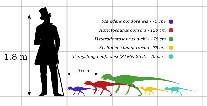 Abrictosaurus size