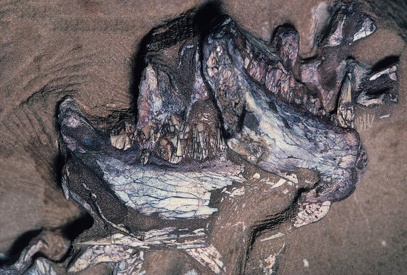 Lower jaws of holotype SAM-PK-K10488