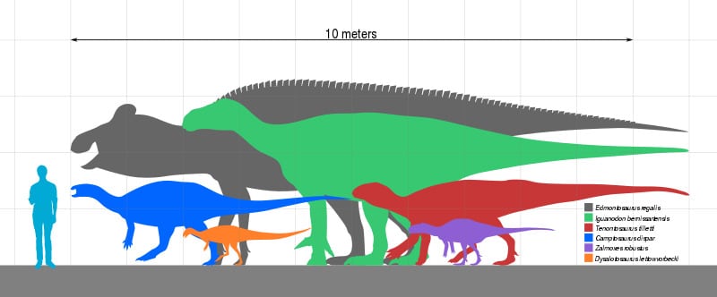 Zalmoxes size