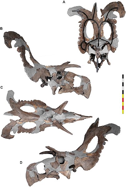 Mounted skull of Lokiceratops