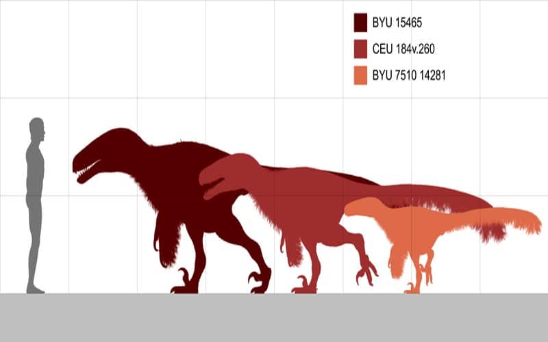 Utahraptor size