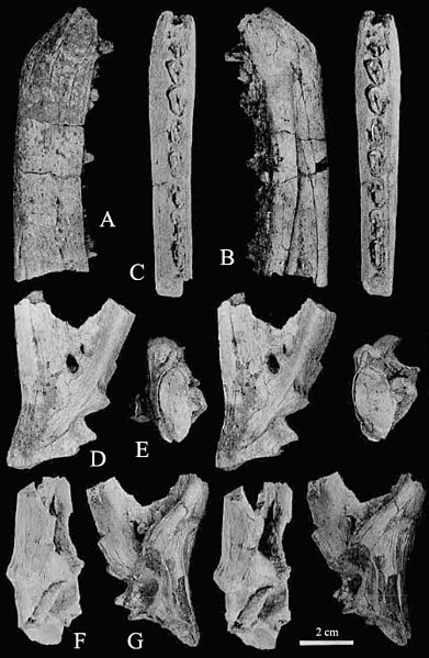 Posterior part of left mandible of Bagaraatan ostromi, stereophotographs. in lateral, posterior, dorsal, and medial views.