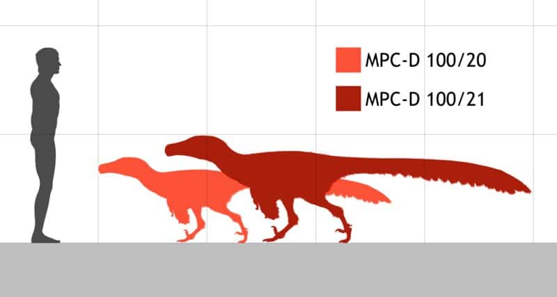 Size of the medium-sized dromaeosaurid Adasaurus mongoliensis compared to a 1.8 m (5.9 ft) tall human.